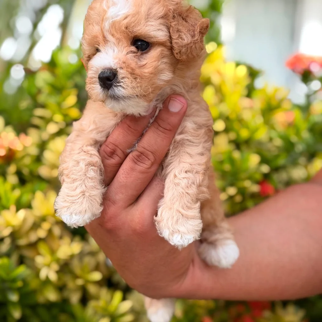 Maltipoo Bicolor