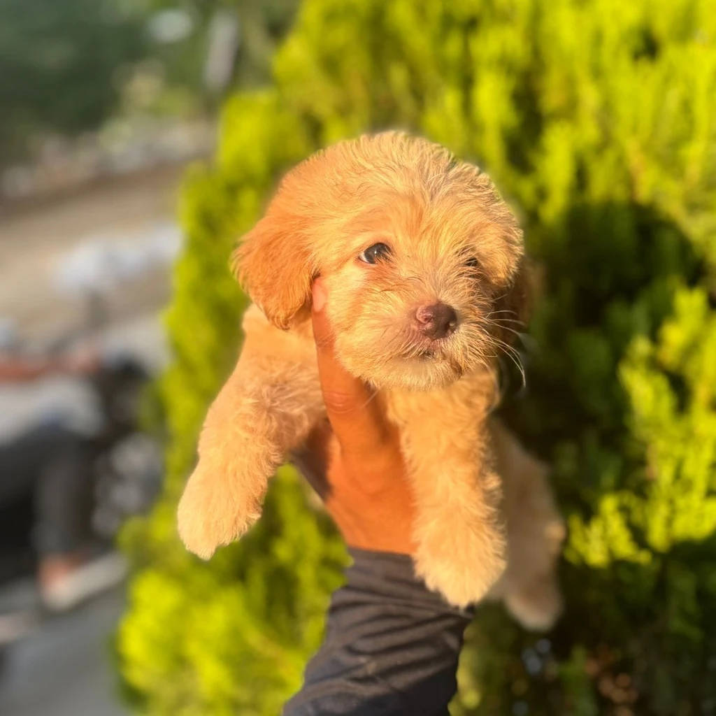Maltipoo Dorado