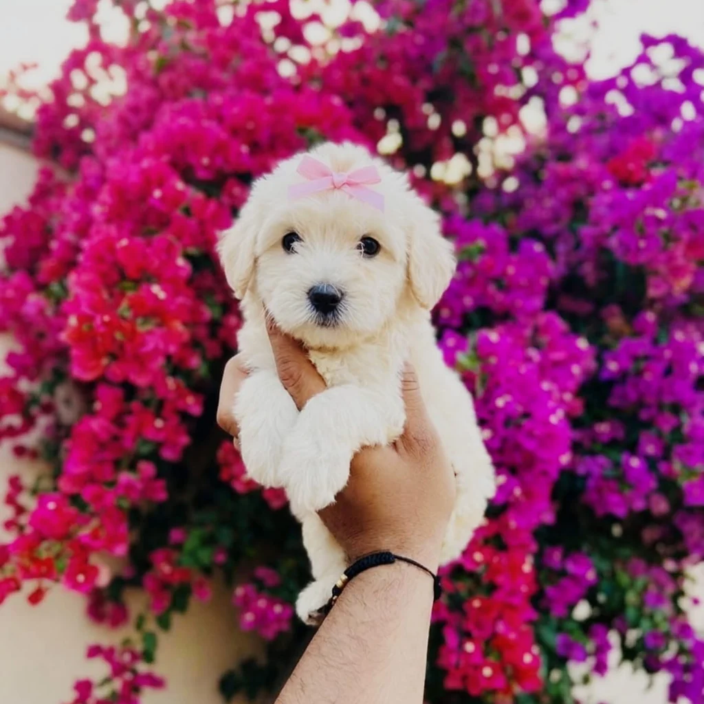 Maltipoo Blanco