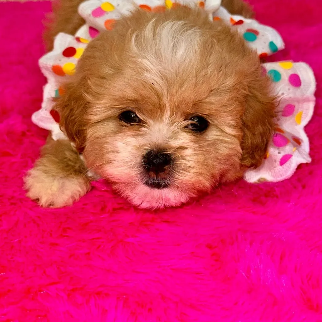 Maltipoo Rojo
