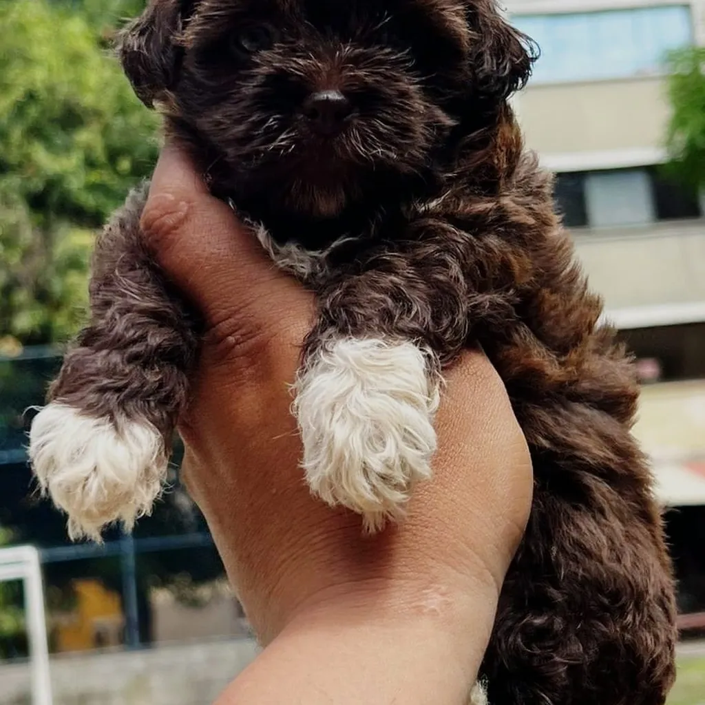 Maltipoo Marrón Chocolate